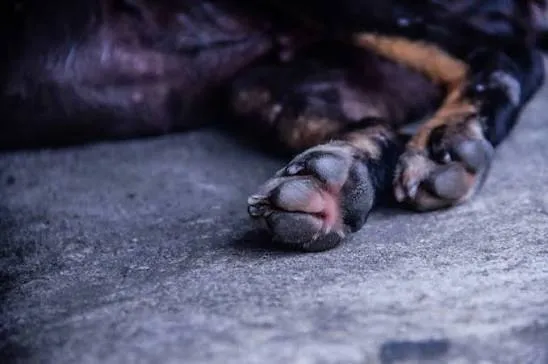 Polícia Civil deflagra operação contra suspeitos de maus-tratos a animais em Teixeira